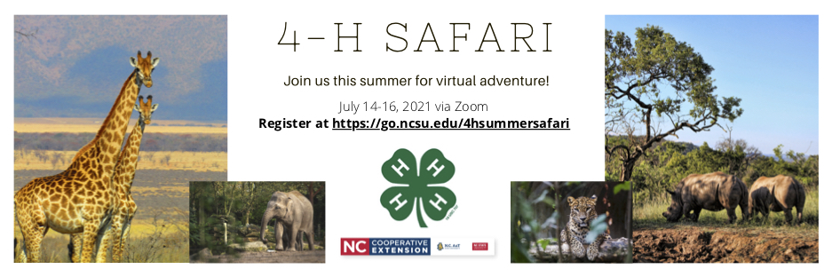 Various images of animals typically seen on a safari like giraffes, elephants, rhinos and jaguars. The text says 4-H safari. Join us this summer for virtual adventure July 14-16th via Zoom. Click the image to register.